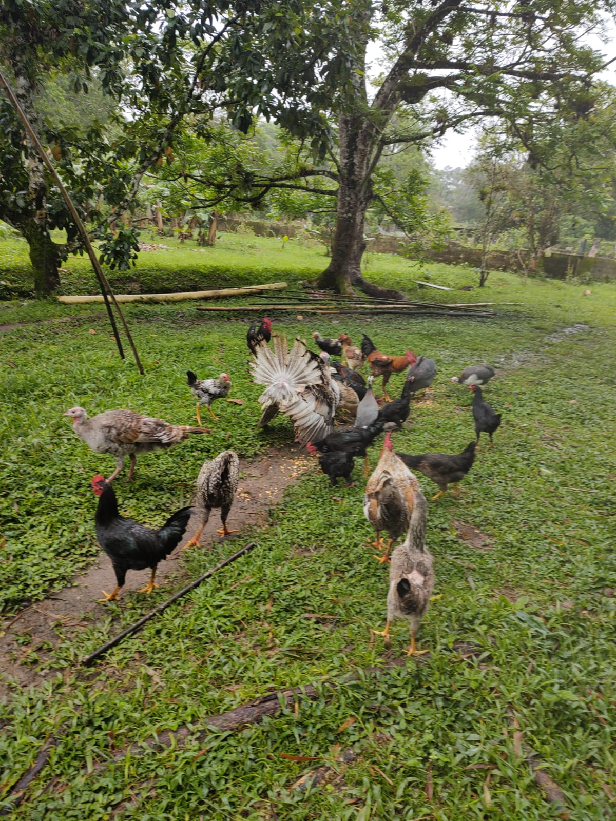 Chácara com 3 dormitórios à venda, 15000 m² por R$ 790.000,00 - Chácaras Iporanga - Peruíbe/SP