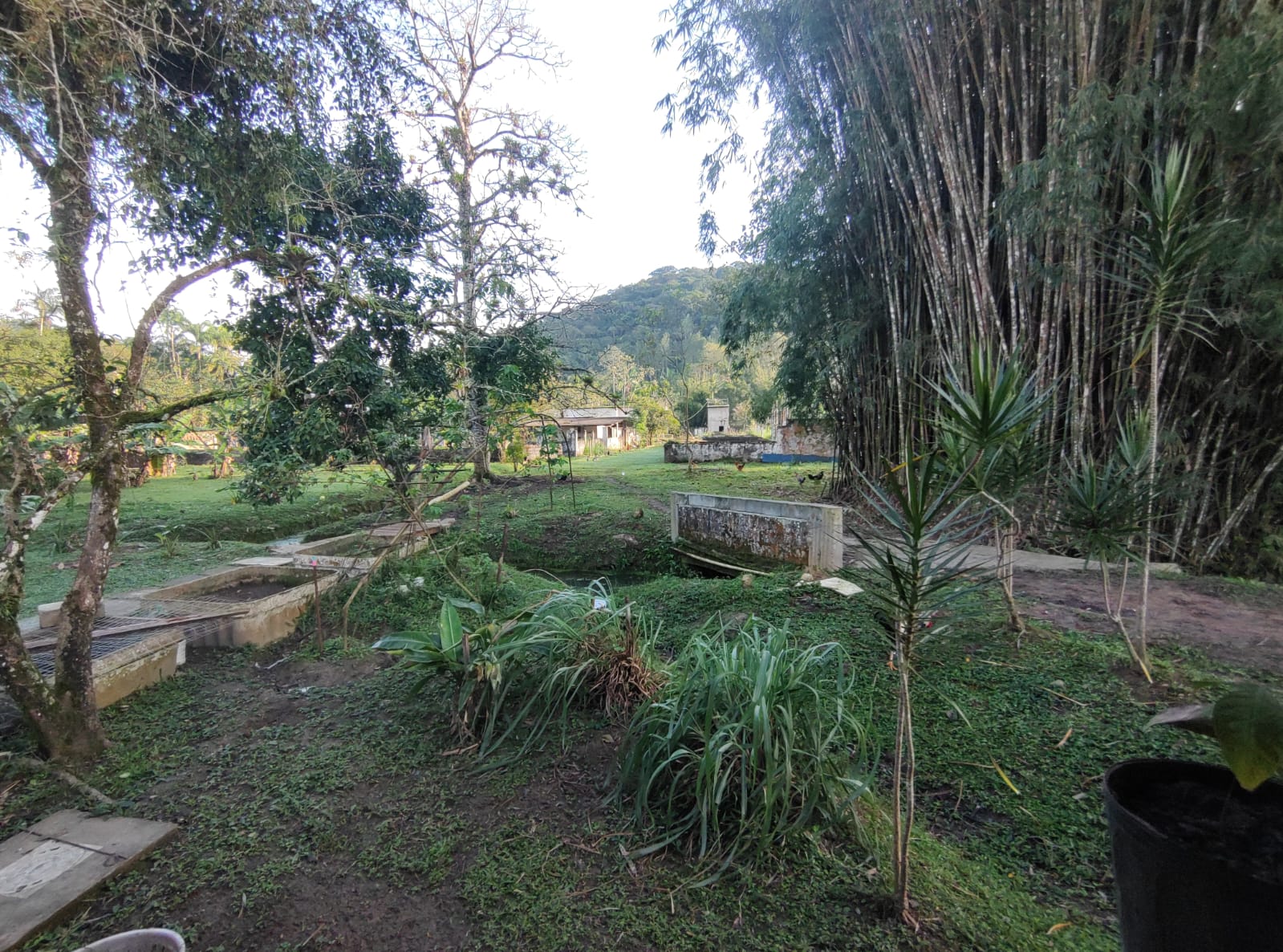 Chácara com 3 dormitórios à venda, 15000 m² por R$ 790.000,00 - Chácaras Iporanga - Peruíbe/SP
