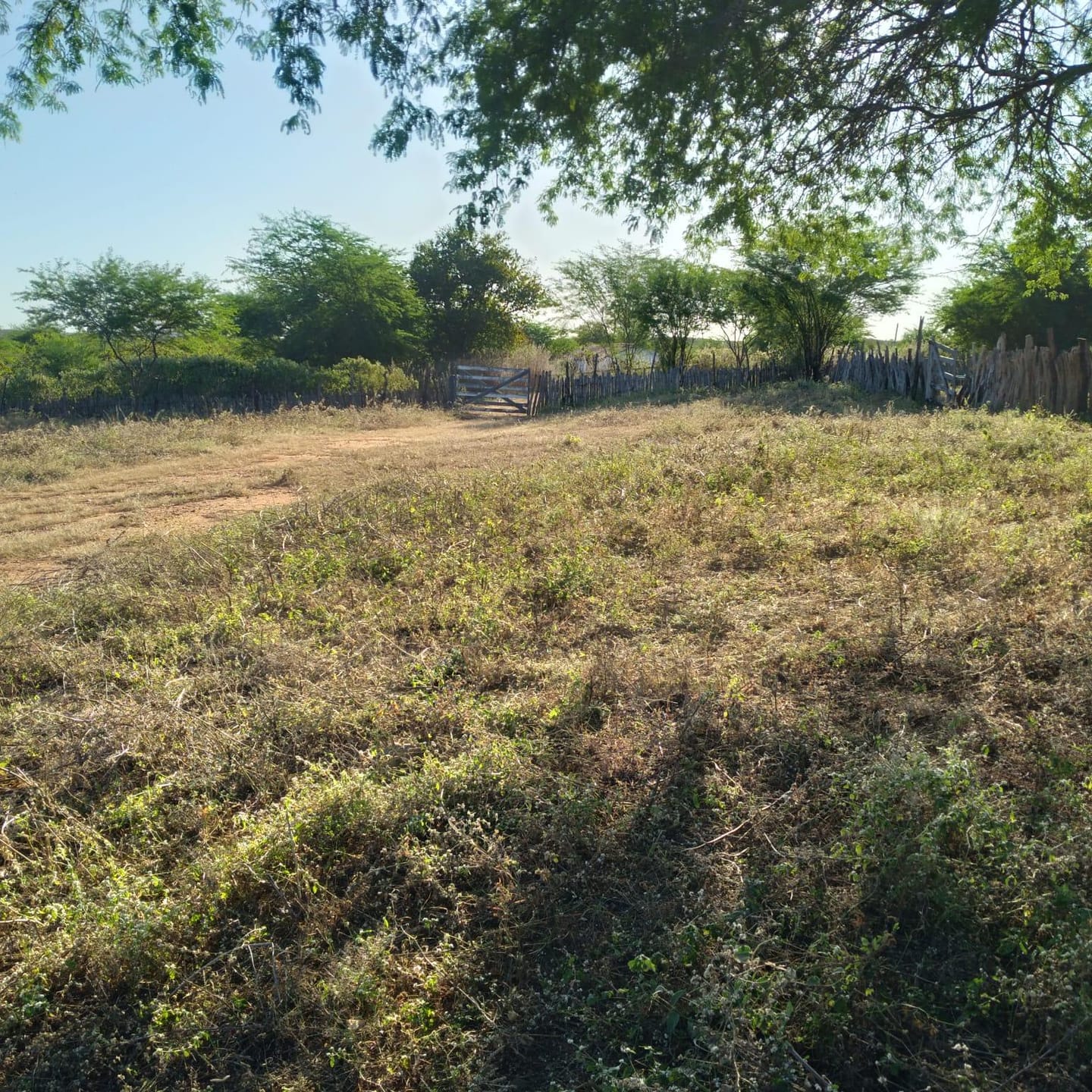 Sítio, 30 quartos, 320 hectares - Foto 63
