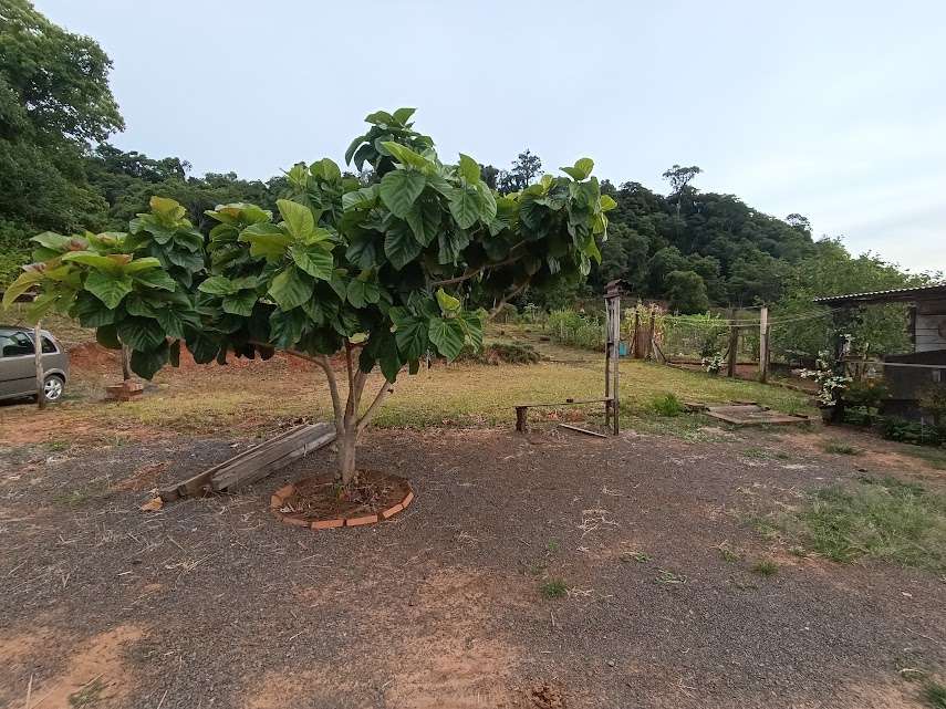  CHÁCARA 02 HECTARES COM BENFEITORIAS EM VERA CRUZ