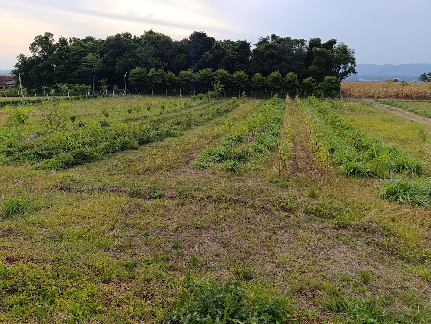  CHÁCARA 02 HECTARES COM BENFEITORIAS EM VERA CRUZ