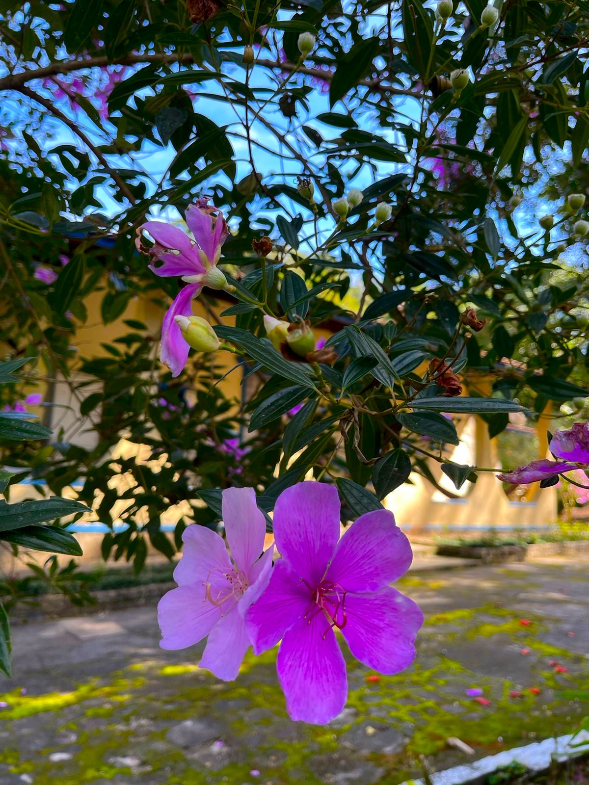 Sítio dos Sonhos em Castália - Cachoeiras de Macacu: Natureza, Lazer e Segurança