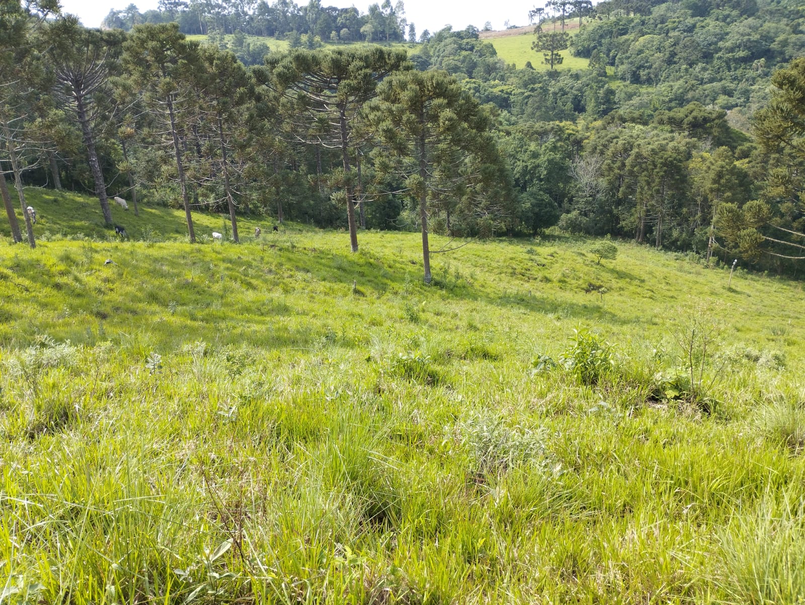  Lindo Sítio em Santa Maria do Oeste - Palmital, PR