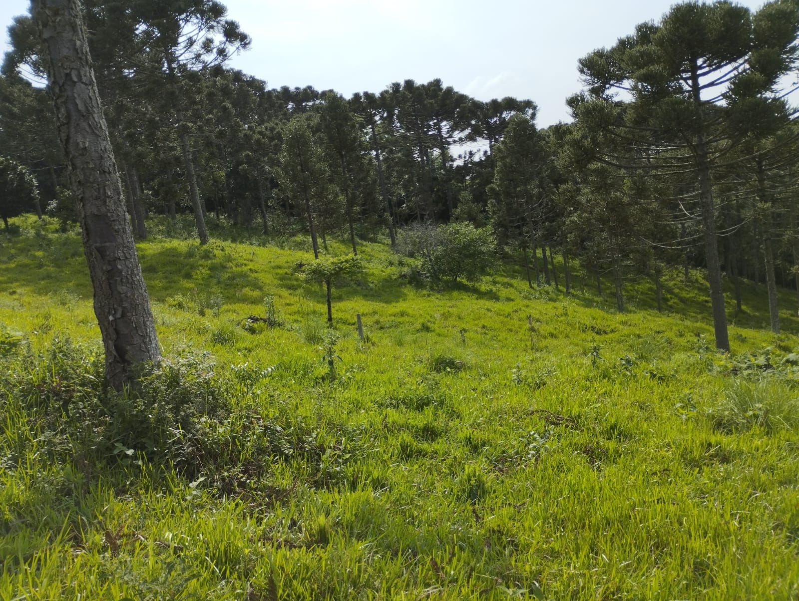  Lindo Sítio em Santa Maria do Oeste - Palmital, PR