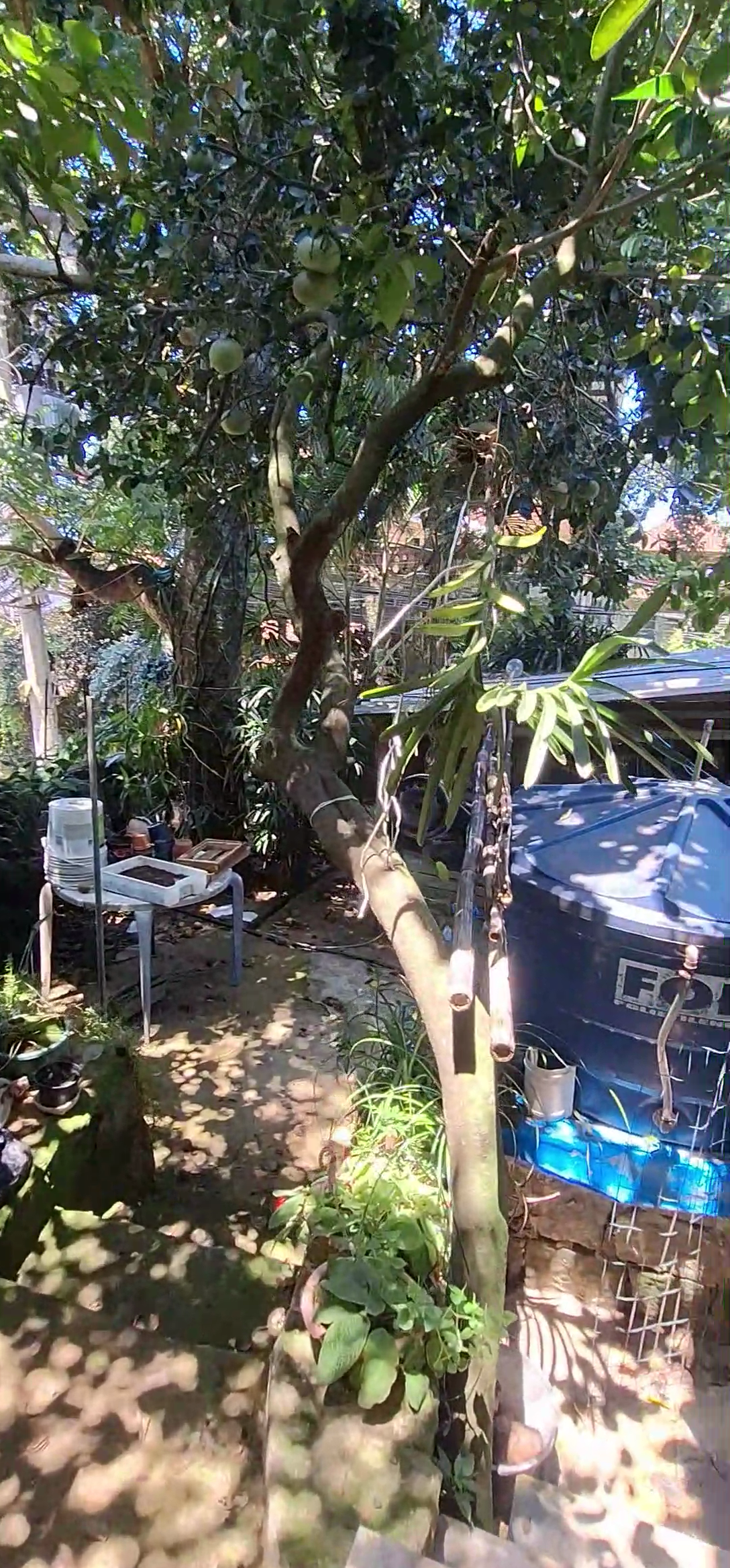 Casa, 6 quartos - Foto 4