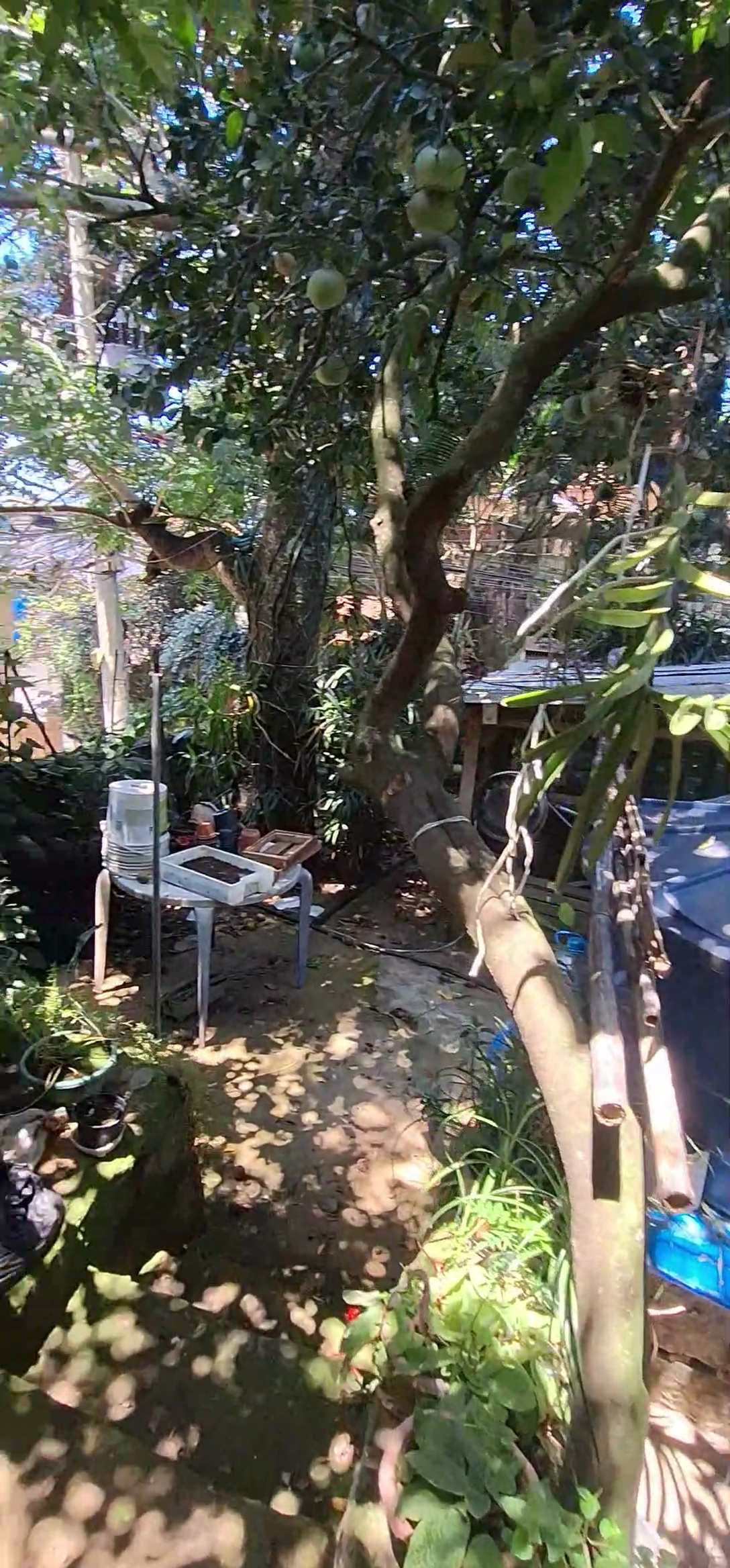 Casa, 6 quartos - Foto 5