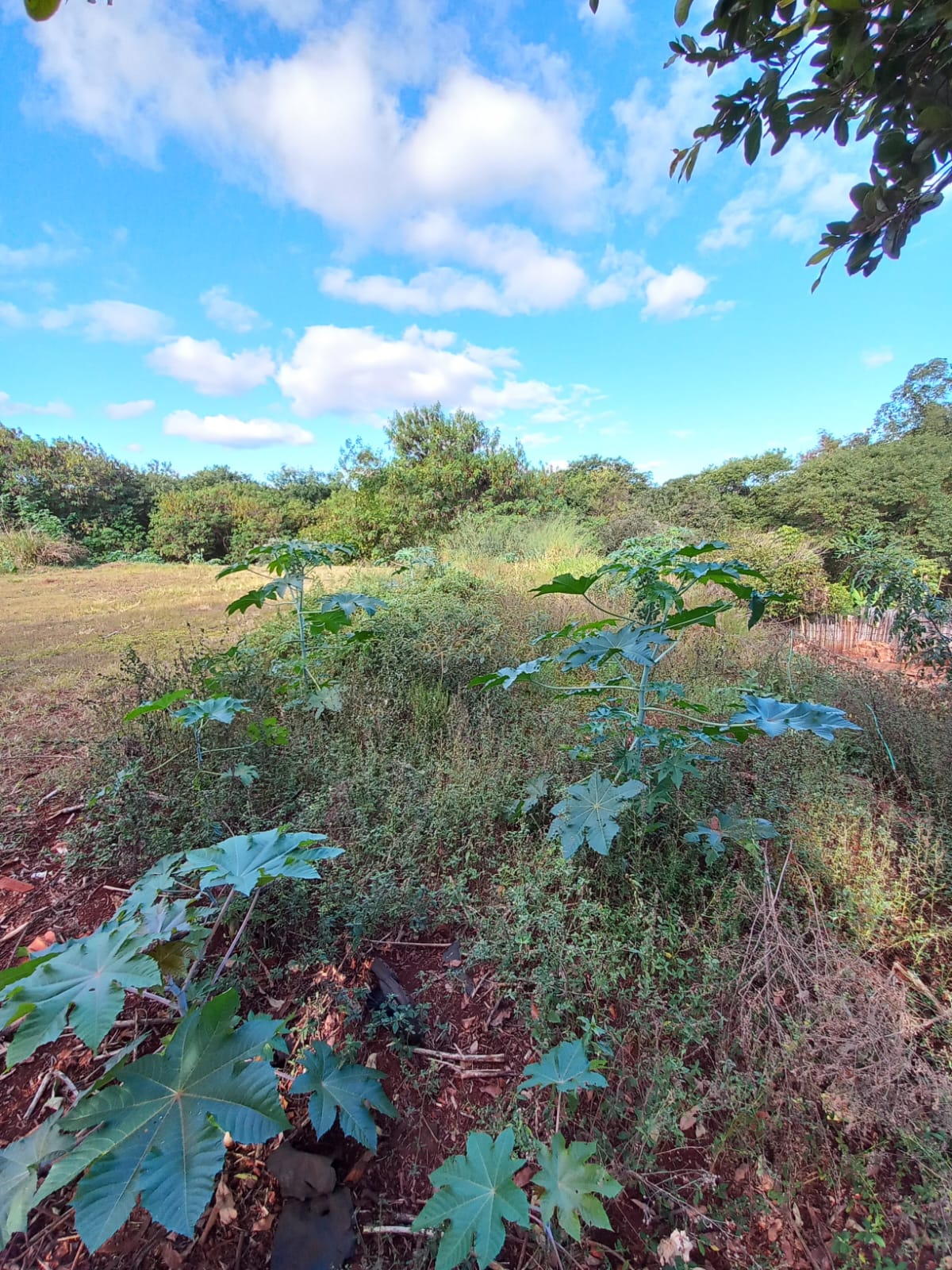 TERRENO PARQUE SÃO JORGE