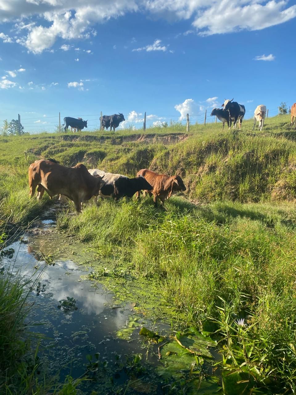 Maravilhoso Sítio à Venda em Porangaba - SP