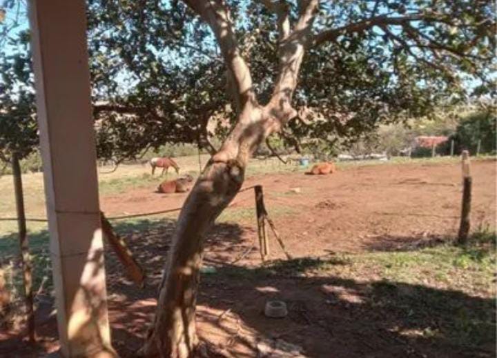 VENDA IMPERDÍVEL: SÍTIO DE 3,5 ALQUEIRES EM TATUÍ - SP! R$ 550 mil