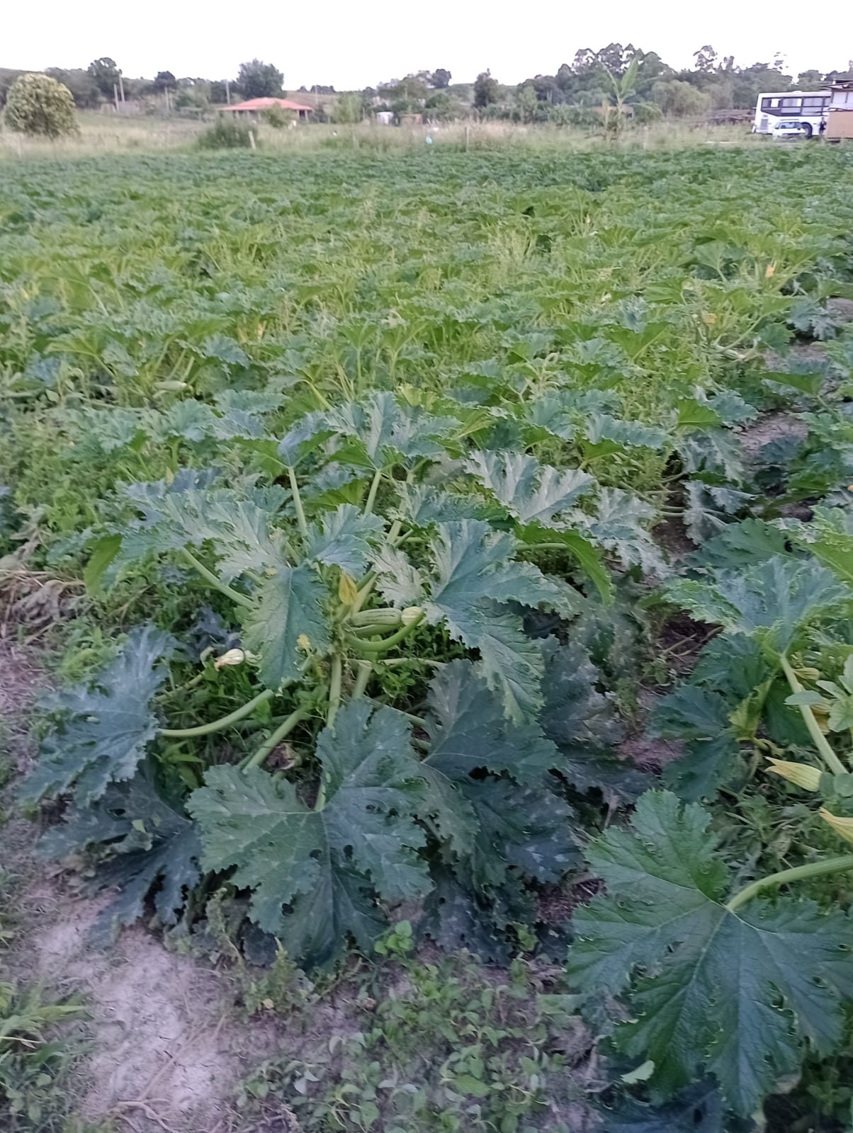 EXCELENTE OPORTUNIDADE: CHÁCARA À VENDA EM CESÁRIO LANGE! 