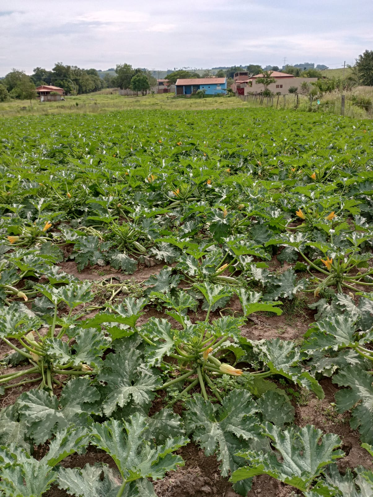 EXCELENTE OPORTUNIDADE: CHÁCARA À VENDA EM CESÁRIO LANGE! 