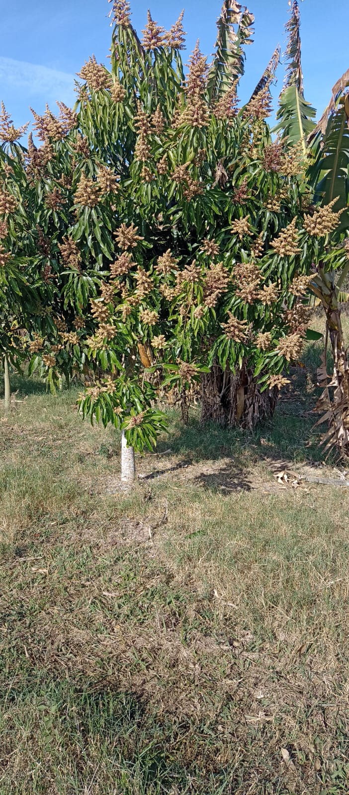 EXCELENTE OPORTUNIDADE: CHÁCARA À VENDA EM CESÁRIO LANGE! 