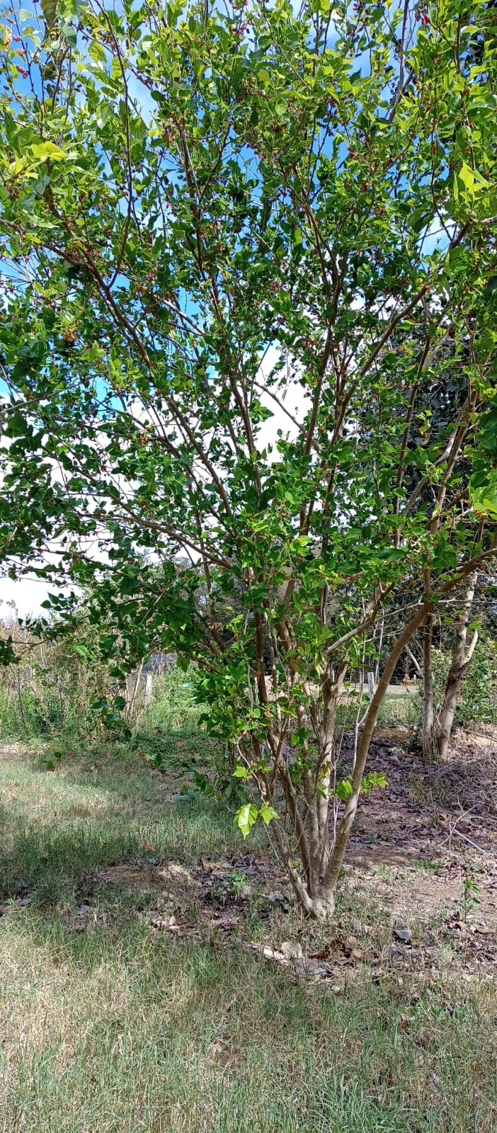 EXCELENTE OPORTUNIDADE: CHÁCARA À VENDA EM CESÁRIO LANGE! 