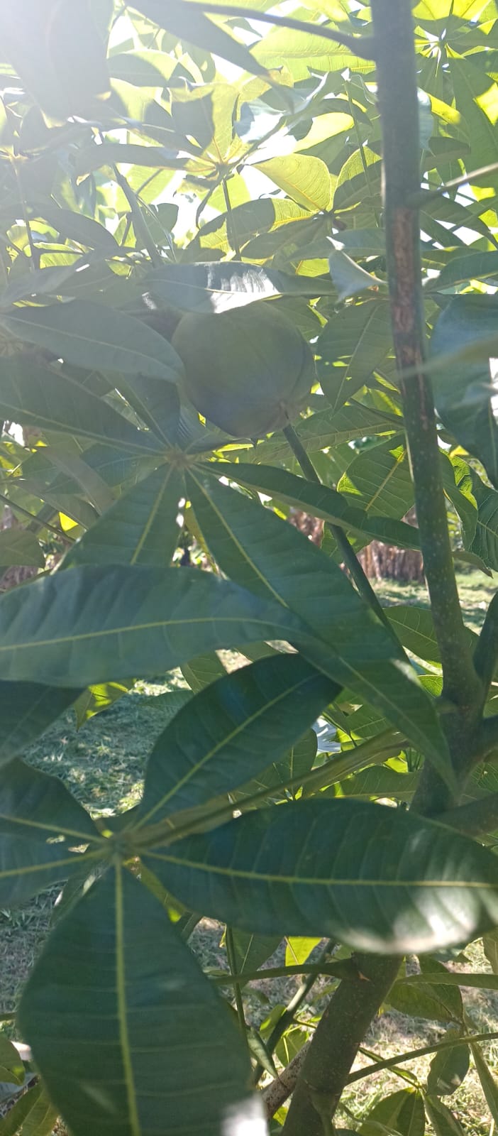 EXCELENTE OPORTUNIDADE: CHÁCARA À VENDA EM CESÁRIO LANGE! 