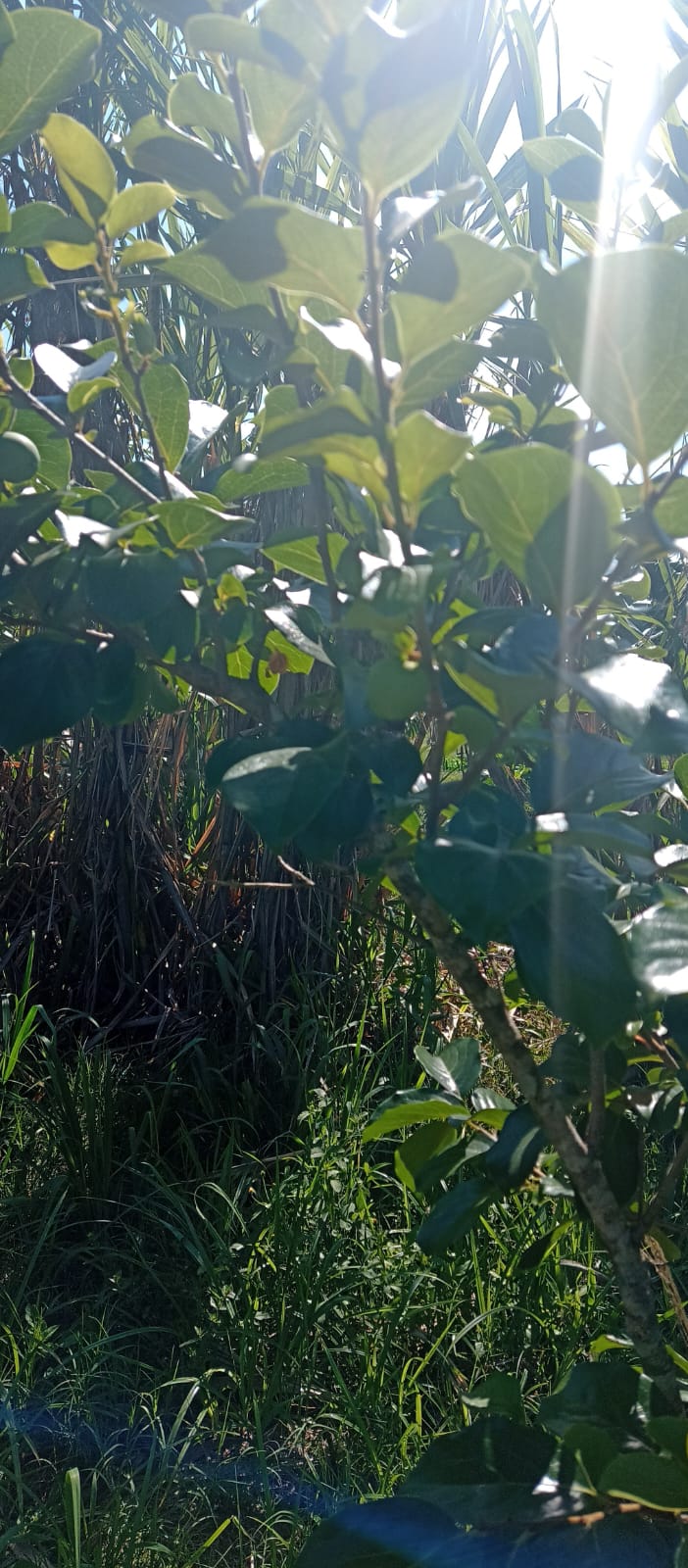 EXCELENTE OPORTUNIDADE: CHÁCARA À VENDA EM CESÁRIO LANGE! 
