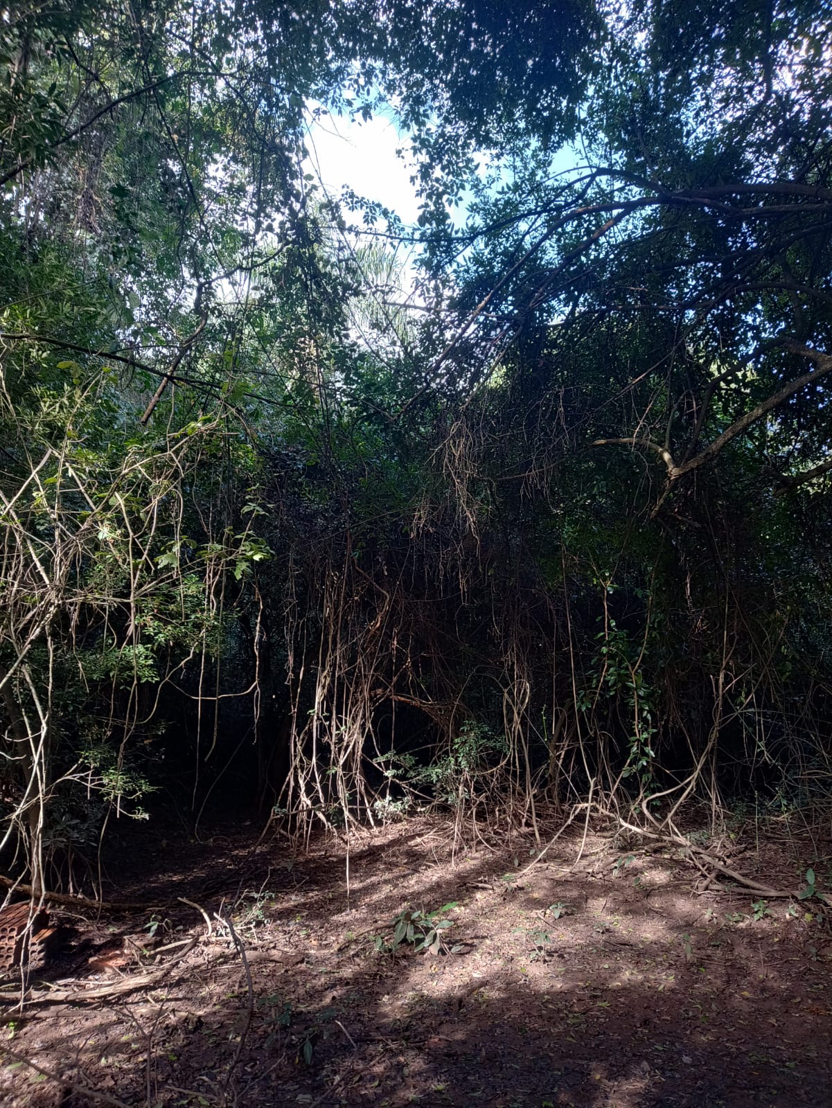 EXCELENTE OPORTUNIDADE: CHÁCARA À VENDA EM CESÁRIO LANGE! 