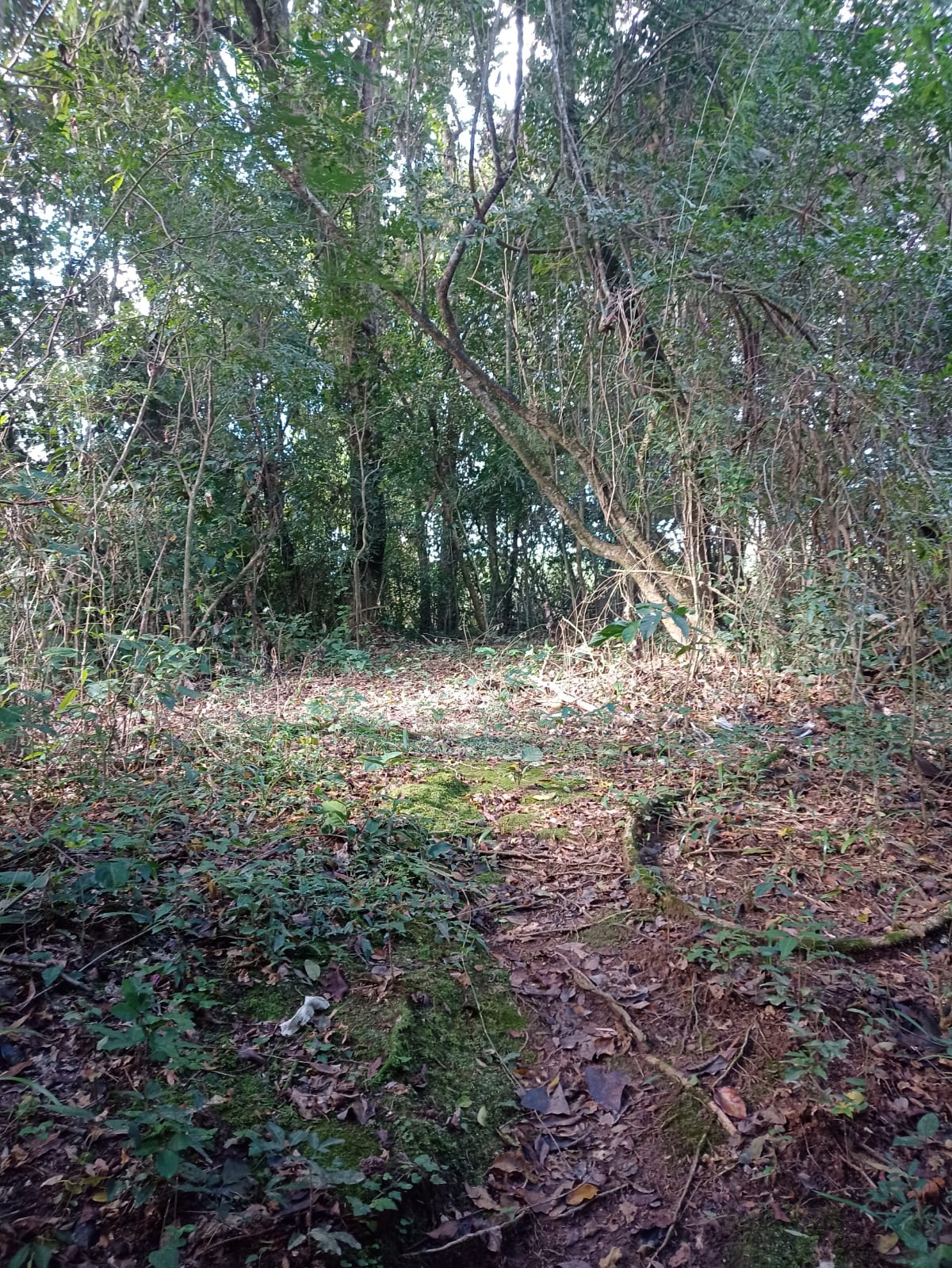 EXCELENTE OPORTUNIDADE: CHÁCARA À VENDA EM CESÁRIO LANGE! 