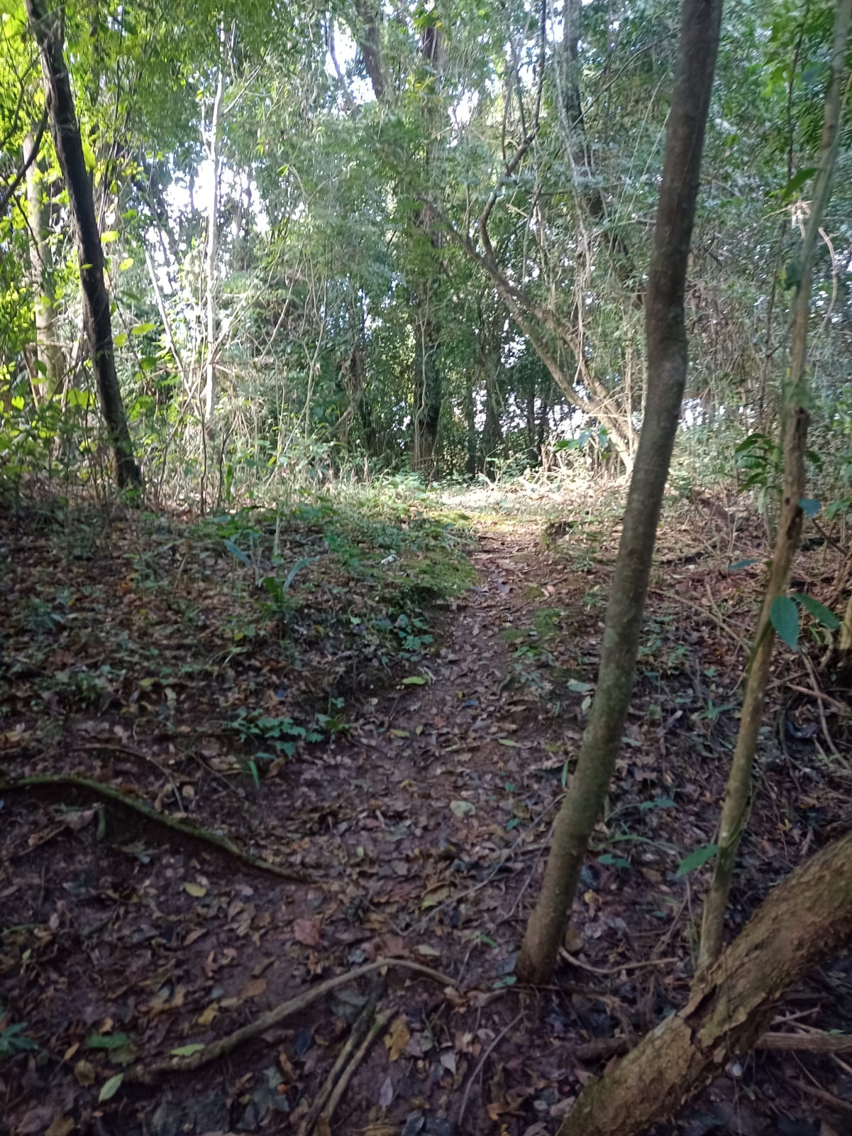 EXCELENTE OPORTUNIDADE: CHÁCARA À VENDA EM CESÁRIO LANGE! 