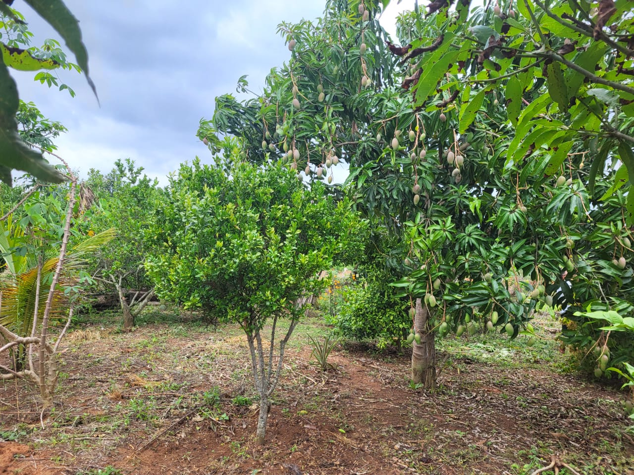 Chácara à Venda em Vista Alegre, Araçoiaba da Serra - Oportunidade Imperdível!