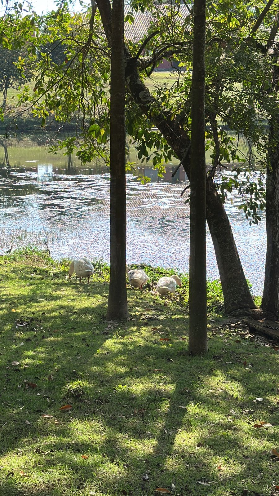 Chácara à Venda em Tatuí – 20.000m² de Lazer e Tranquilidade