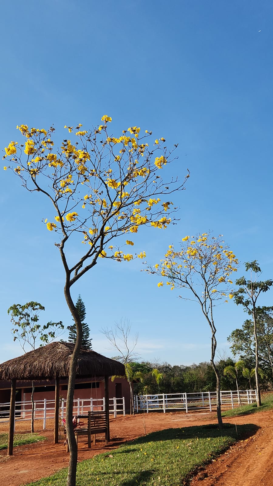 Chacara à Venda em Cesário Lange – Estrutura Completa para Mini Haras 