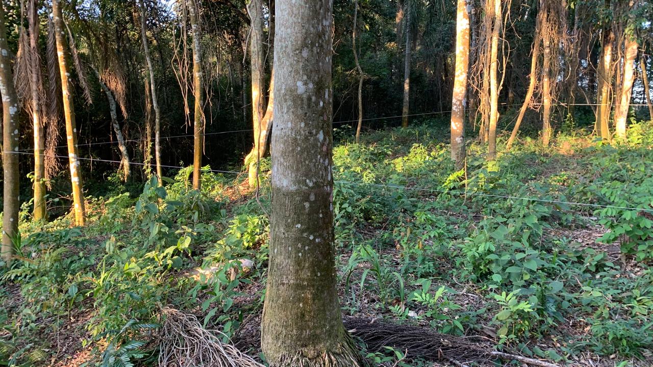Terreno à venda com 1 quarto, 1645m² - Foto 6