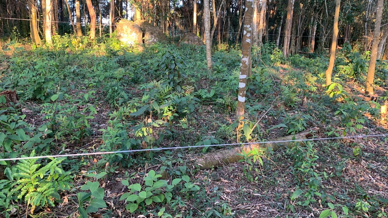 Terreno à venda com 1 quarto, 1645m² - Foto 5