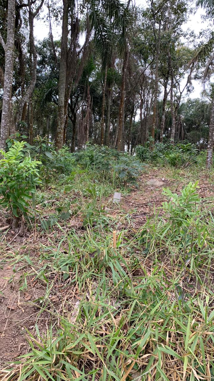 Terreno à venda com 1 quarto, 1645m² - Foto 7