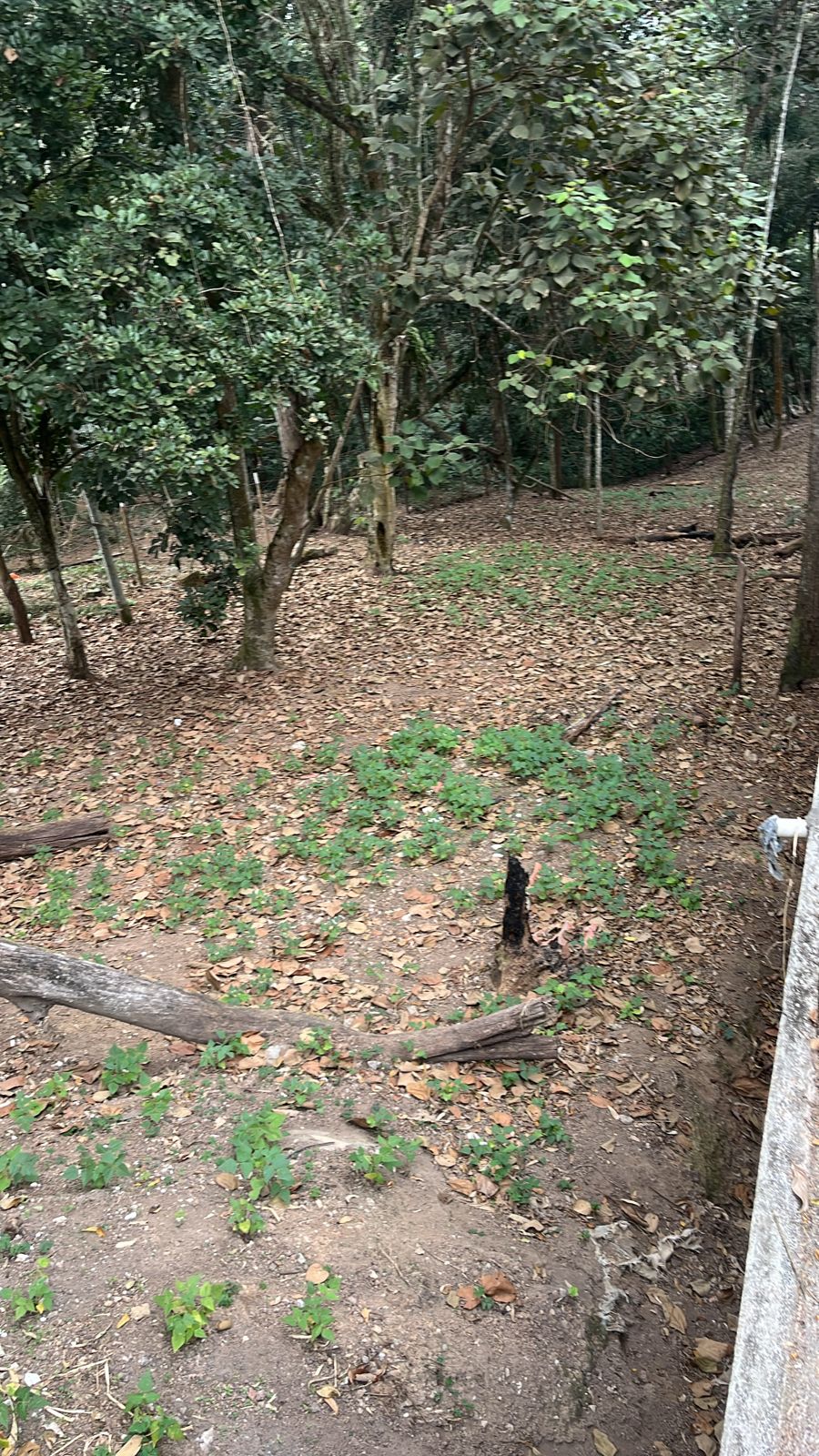 Galpão - Venda, Capuava, Embu das Artes, SP