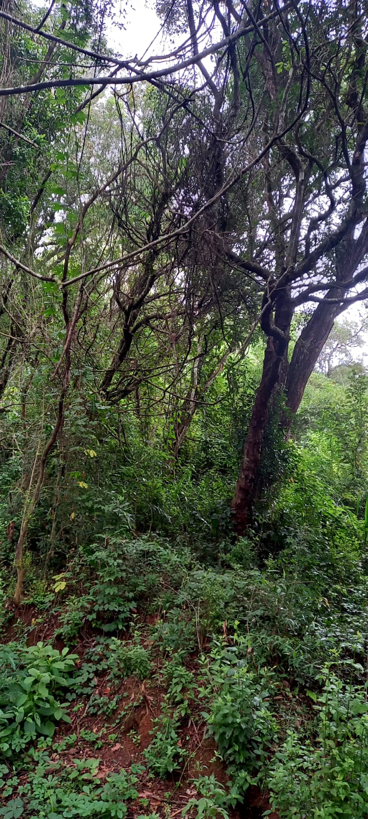 TERRENO - 1,250M² - CAMPO VERDE - IBIUNA