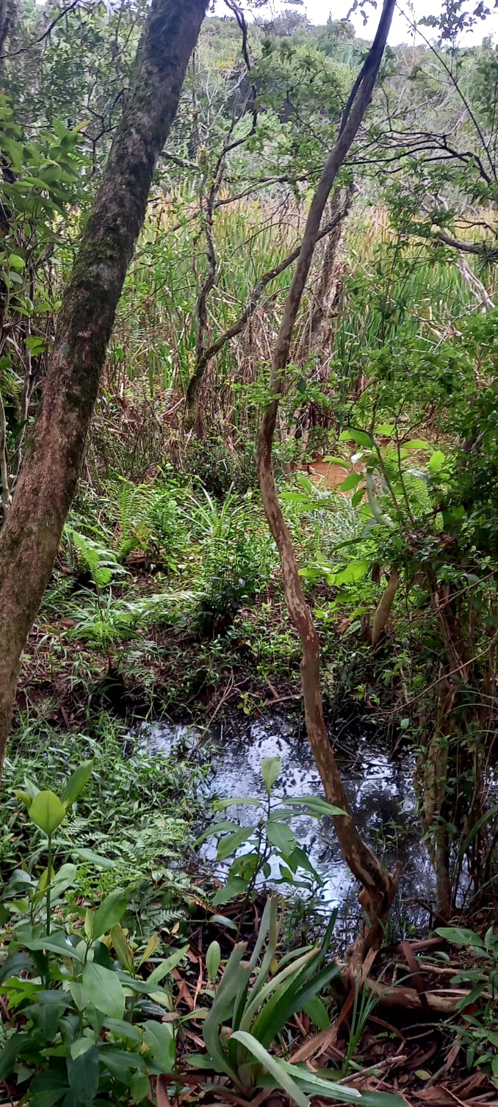 TERRENO - 1,250M² - CAMPO VERDE - IBIUNA