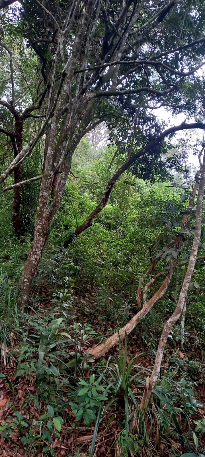 TERRENO - 1,250M² - CAMPO VERDE - IBIUNA
