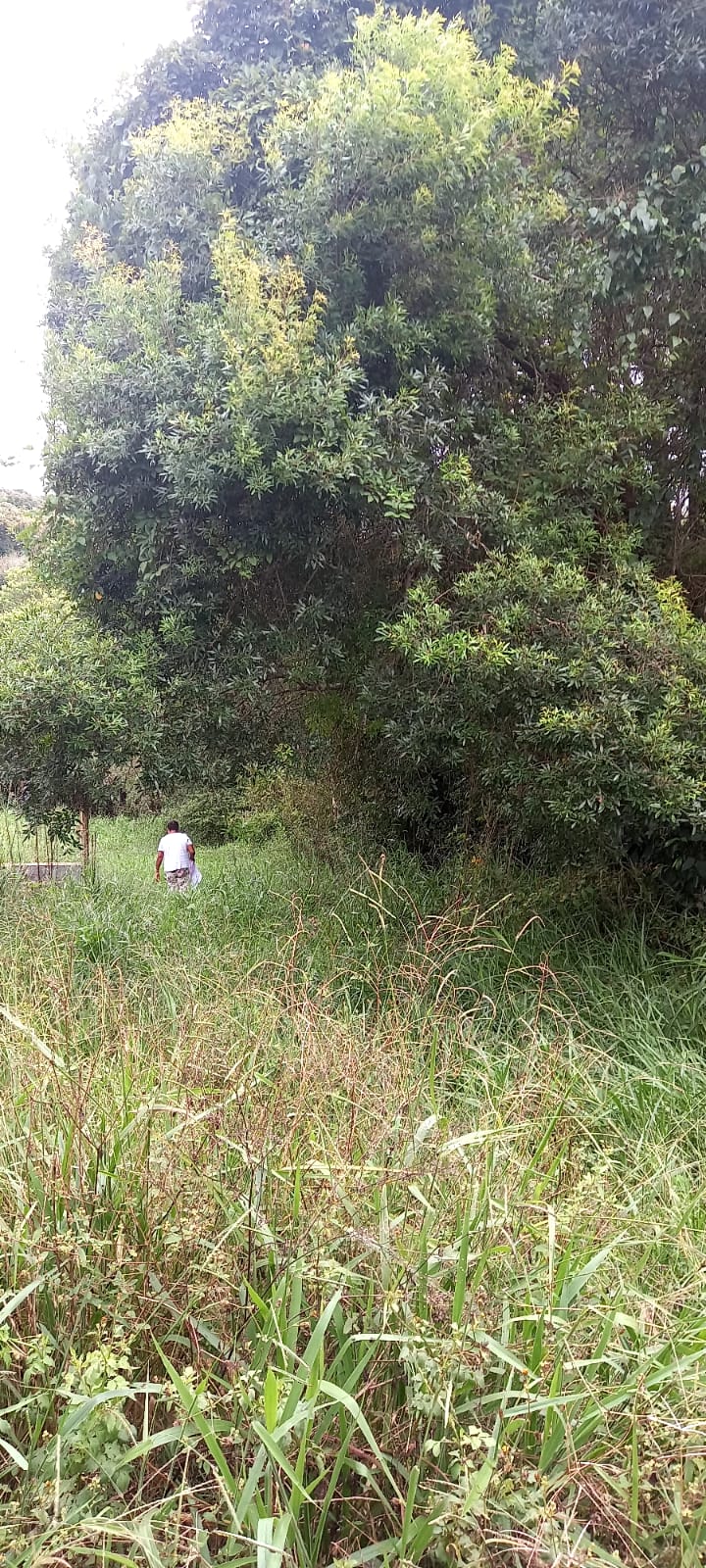 TERRENO - 1,250M² - CAMPO VERDE - IBIUNA