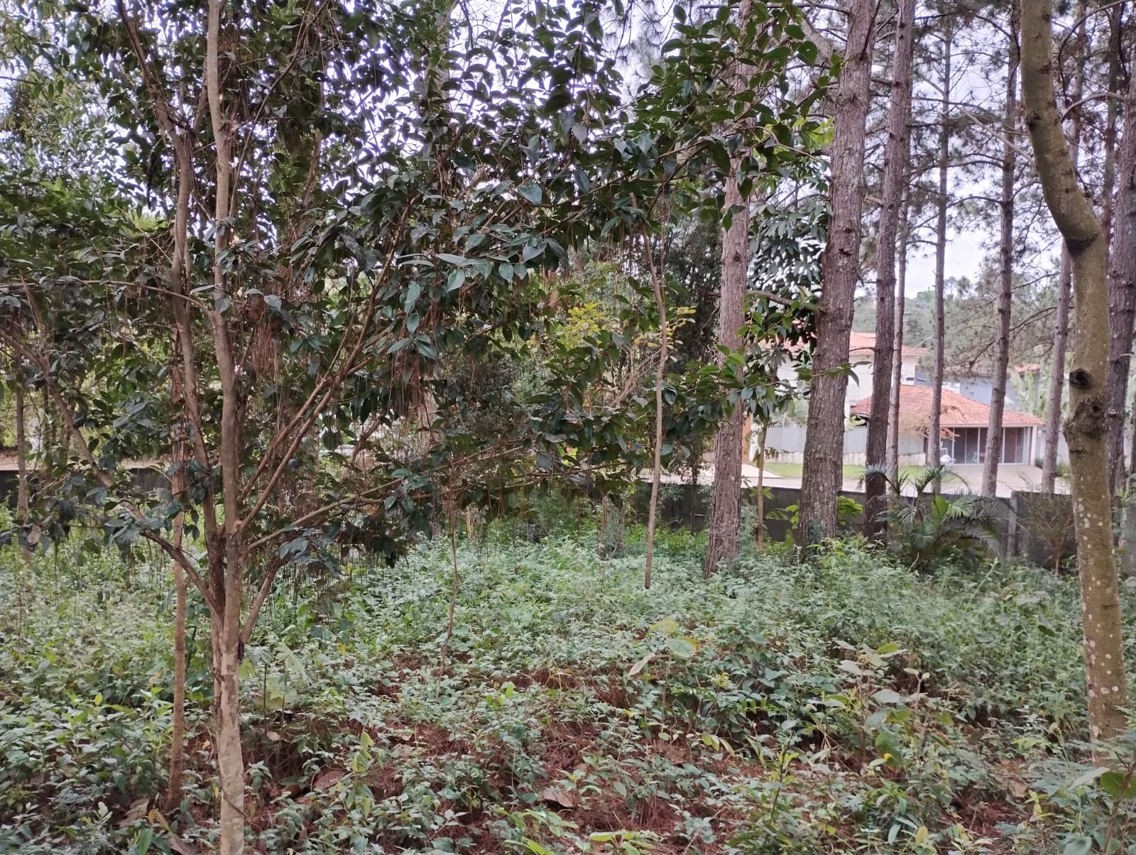 TERRENO DE ESQUINA - 586,2 m² - Bairro gramado -  Cotia/SP