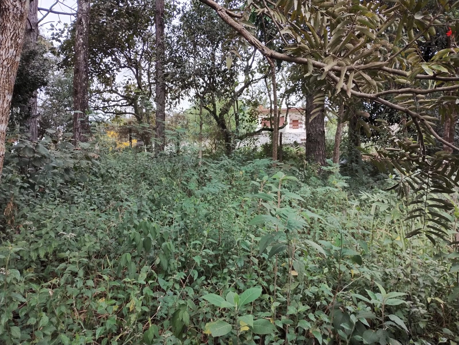 Terreno - Venda, Gramado, Cotia, SP