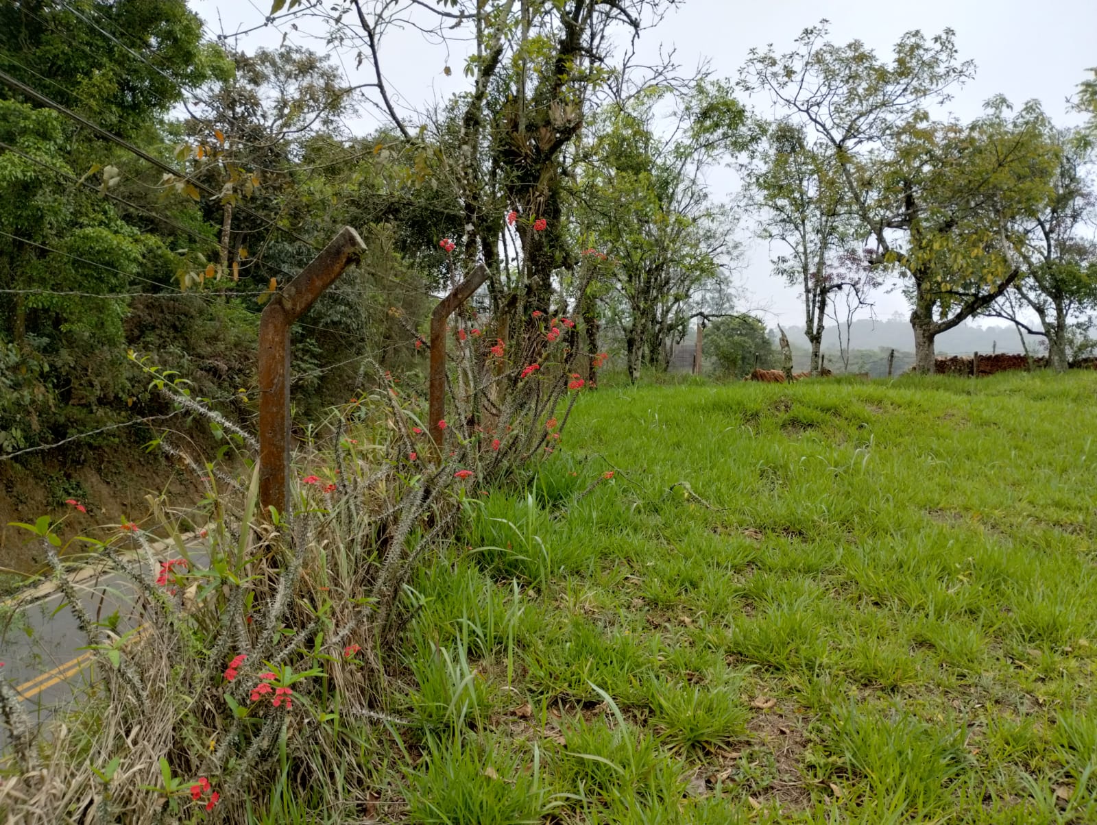 Terreno à venda com 1 quarto, 2533m² - Foto 3