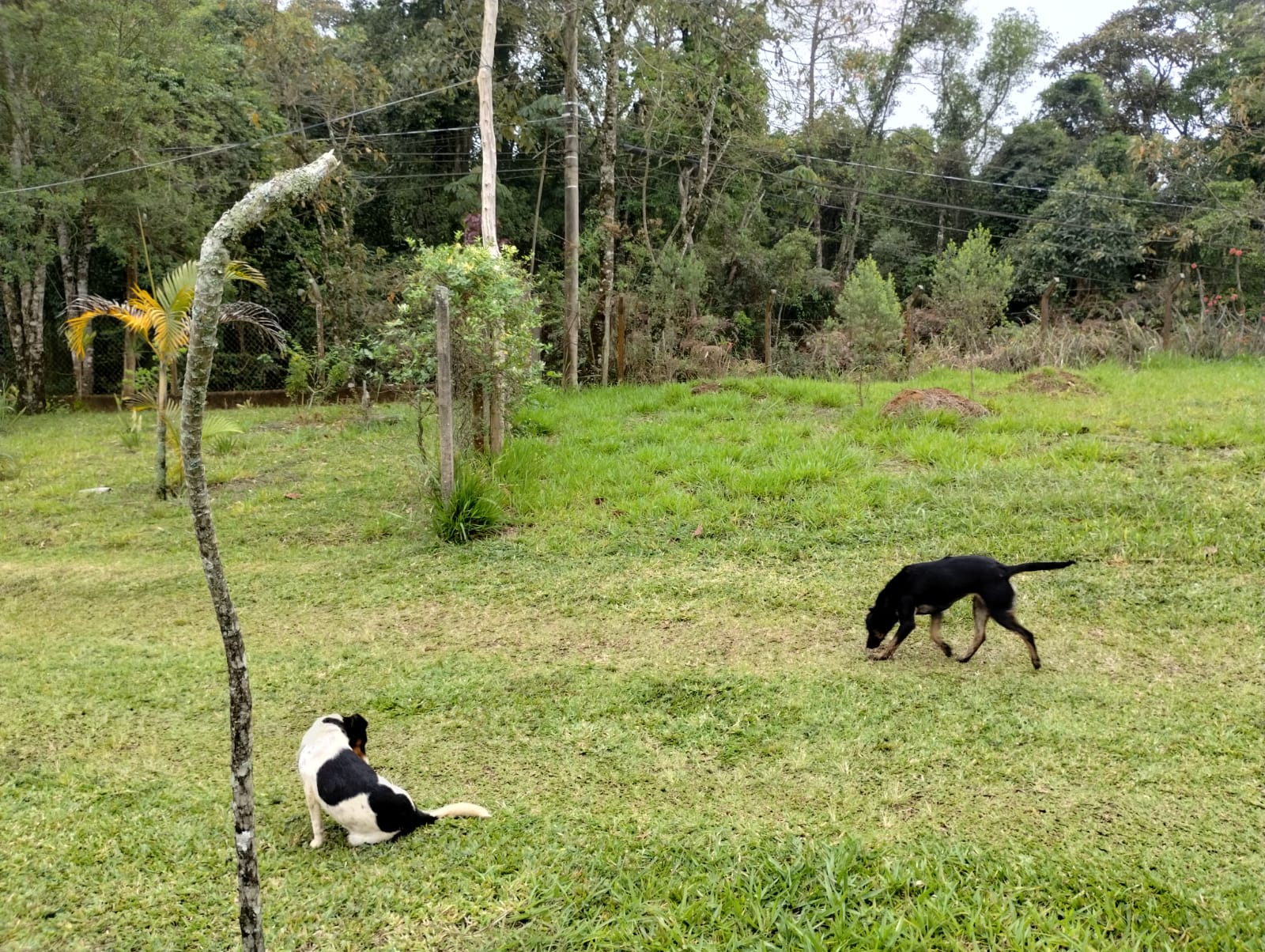 Terreno à venda com 1 quarto, 2533m² - Foto 2