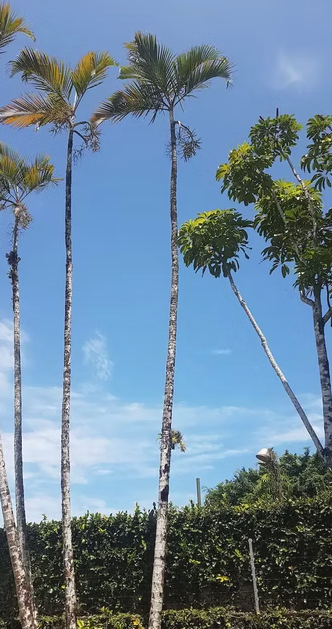 Casa, 5 quartos, 486 m² - Foto 19