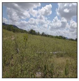 Destaque da região — Terreno no Centro, Jatauba - PE, Nº 00