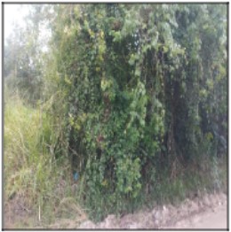 Terreno - Venda